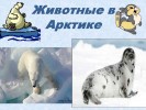 Животные в Арктике
