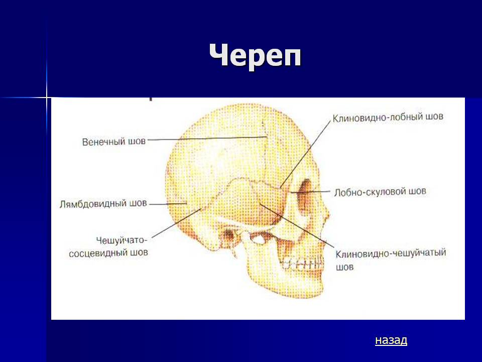 Соединение лобной и теменной кости. Соединение костей черепа анатомия. Клиновидно-лобный шов черепа. Сагиттальный шов черепа анатомия. Лобно-теменной шов черепа.