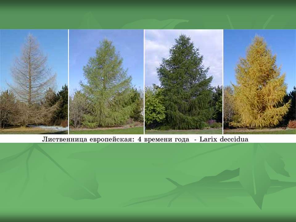 Лиственница зимой и летом. Лиственница Сибирская высота дерева. Лиственница европейская весной. Лиственница в разные времена года.