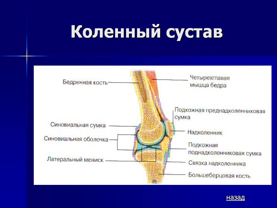 Бедренная кость тип соединения костей. Коленный сустав соединение костей. Коленный сустав Тип соединения. Тип соединения костей в коленном суставе. Тип сочленения коленного сустава.