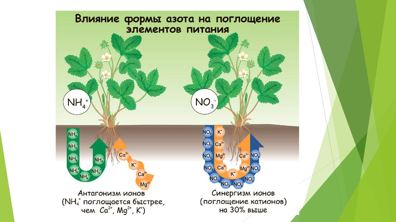 Обмен веществ минеральное питание. Элементы минерального питания растений. Влияние микроэлементов на растения. Азотное питание растений. Влияние удобрений на растения.