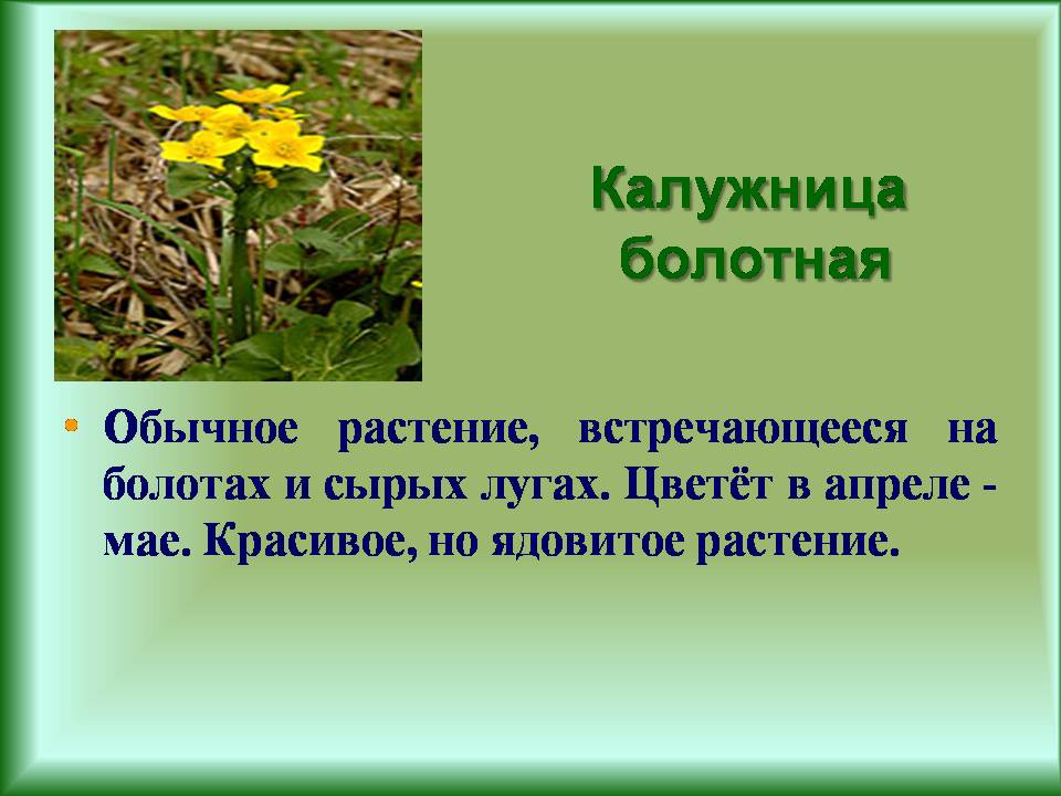 Тест весеннее пробуждение растений 2 класс. Растение калужница ядовитая. Первоцветы калужница Болотная. Весенние ядовитые растения. Весеннее Пробуждение растений.
