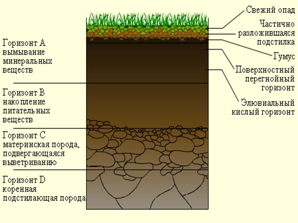 Материнская порода гумусовый вымывания вмывания. Строение почвы гумусовый Горизонт. Почва в разрезе. Почвенный разрез. Строение почвы по слоям.