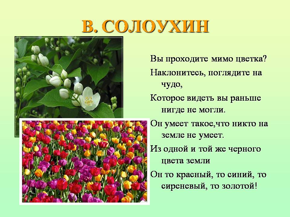 Цветок на земле какие вопросы по содержанию. Презентация о цветах для детей. Чудо растения биология. Стихотворение Солоухина цветы. Сколько всего цветов растений существует.