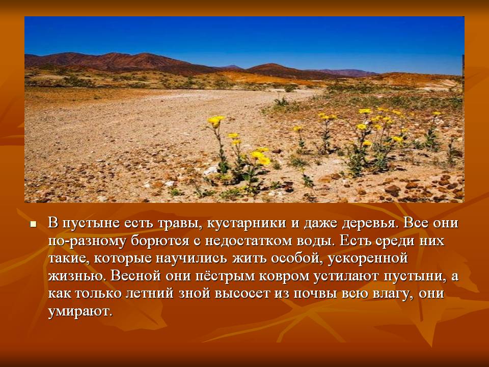 Растения пустыни 5 класс биология. Растения в пустыне. Растительный мир пустыни. Растения которые живут в пустыне. Травы в пустынях.
