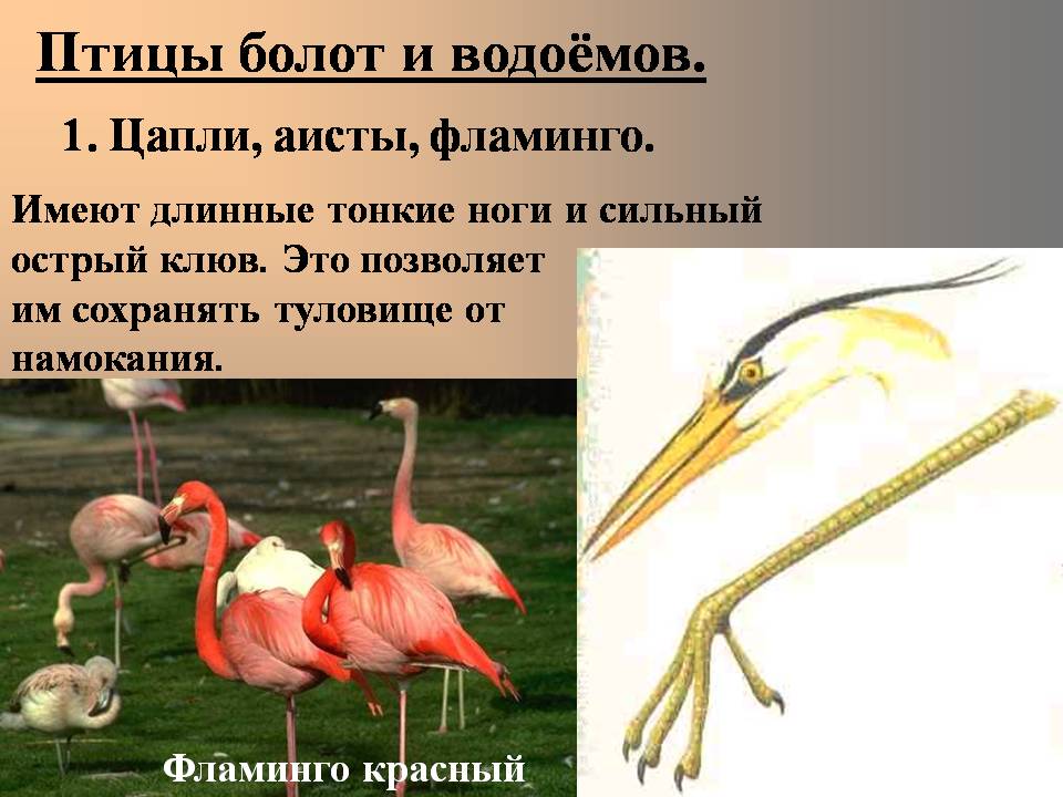 Приспособленность болот. Птицы болот и водоемов. Многообразие приспособлений у птиц. Разнообразие конечностей птиц. Птицы болот представители.