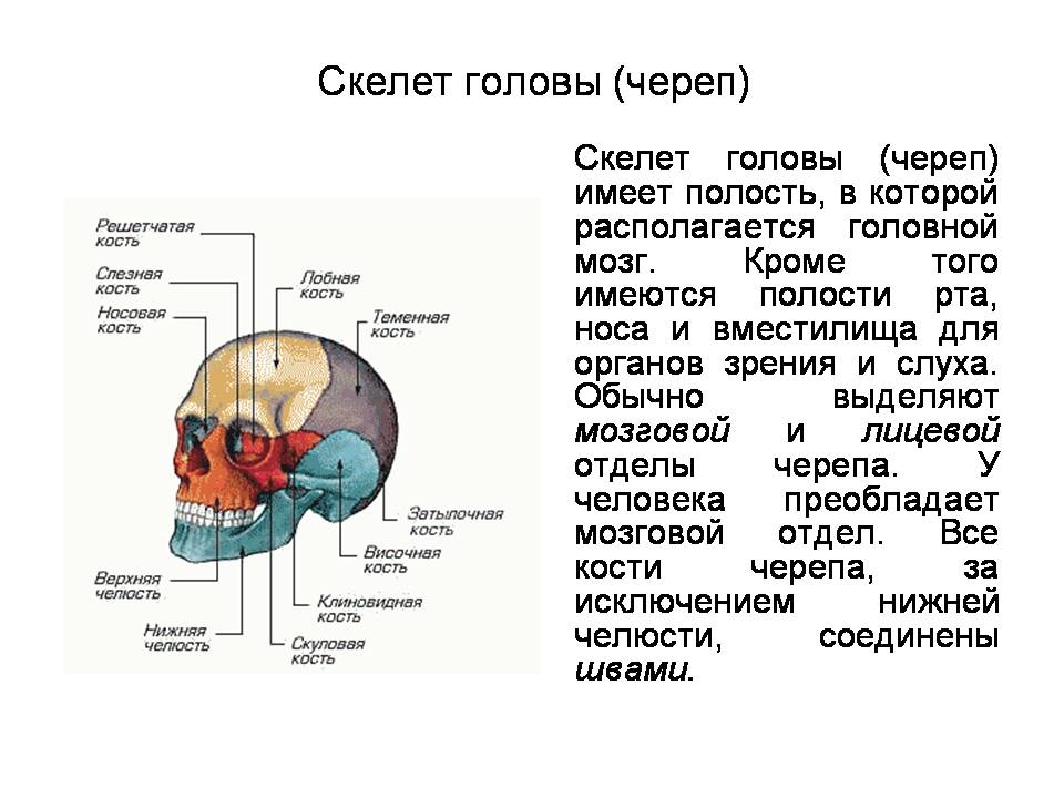 Скелет головы функции. Мозговой отдел черепа решетчатая кость. Кости черепа человека решетчатая кость. Решетчатая кость функции. Решетчатая кость строение.