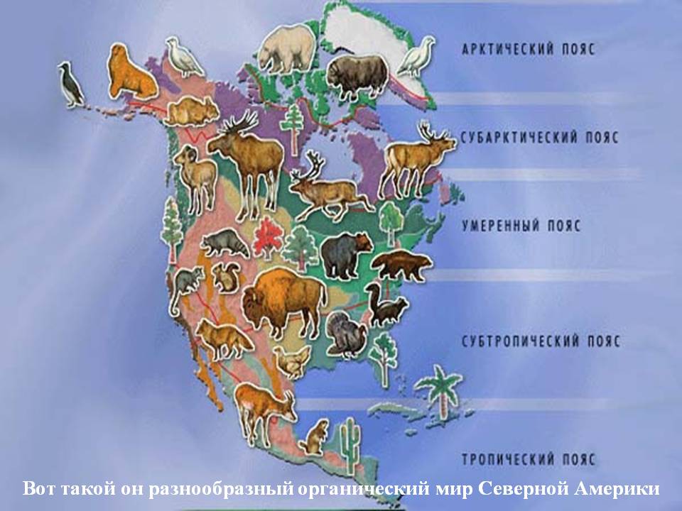 Животный мир материка северная америка. Растительный и животный мир Северной Америки на карте. Животный мир Северной Америки на карте. Животные и растения Северной Америки на карте. Животный мир Южной Америки карта.