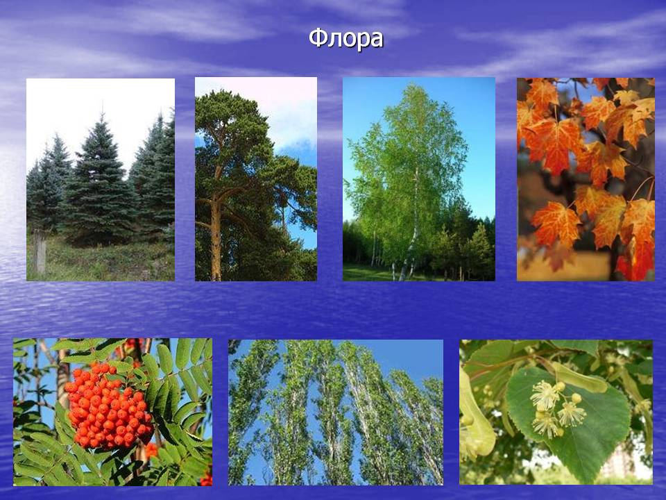Какие растения есть в евразии. Евразия фауна Евразии. Растения на материке Евразия.
