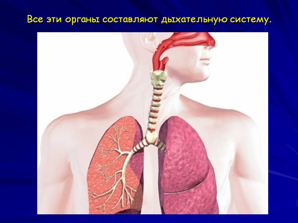 Тыныс алу жүйесінің. Дыхание и кровообращение 3 класс. Дыхательная система человека для детей. Макет органы дыхания. Дыхание и кровообращение презентация.
