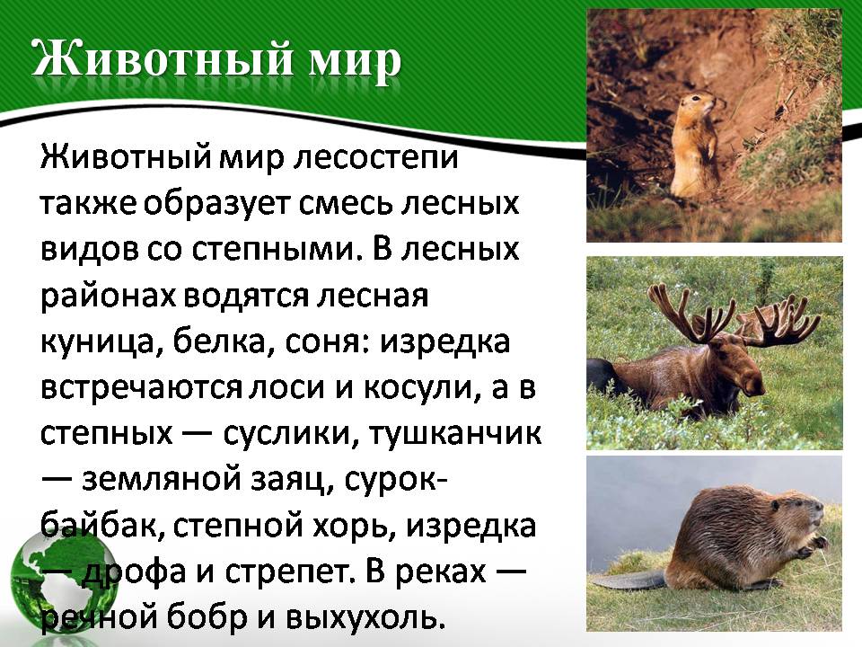 Какие животные обитают в лесостепях и степях. Обитатели лесостепи. Животные лесостепи в России. Лесостепь животные и растения. Какие животные обитают в лесостепи.