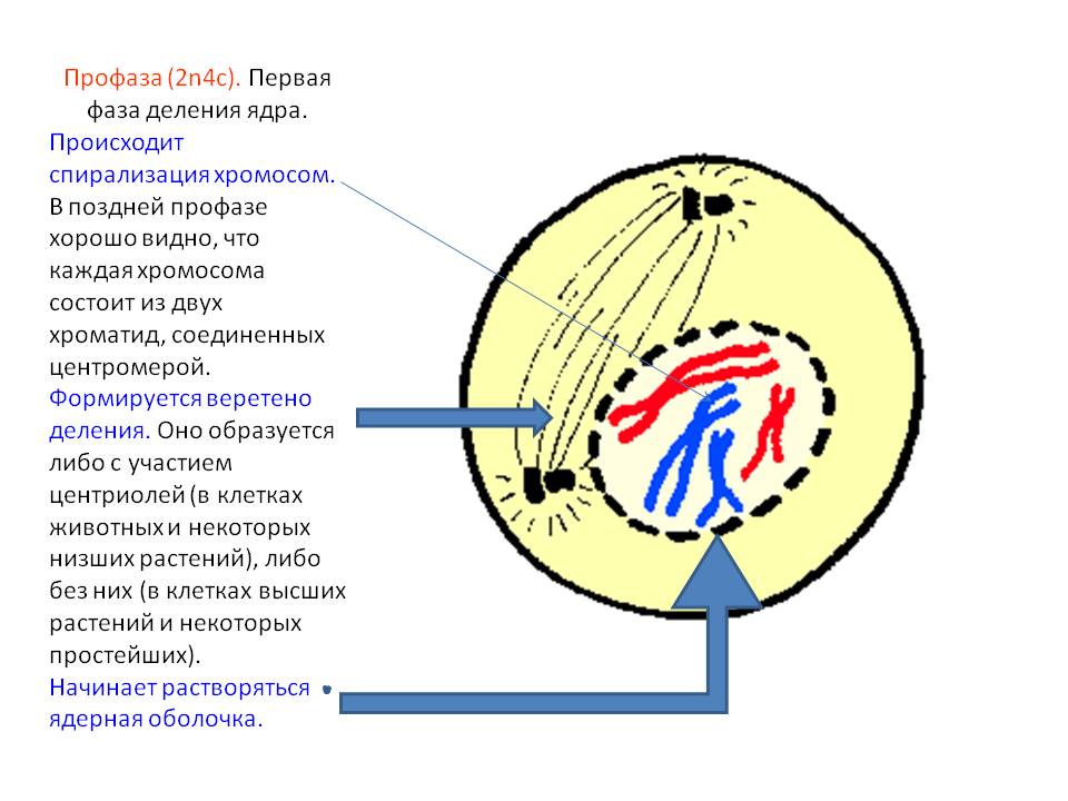 Спирализация хромосом происходит в фазе. Профаза ядро ядерные оболочки ядрышки. Профаза 2n4c рисунок. Ранняя профаза митоза. Ранняя и поздняя профаза.
