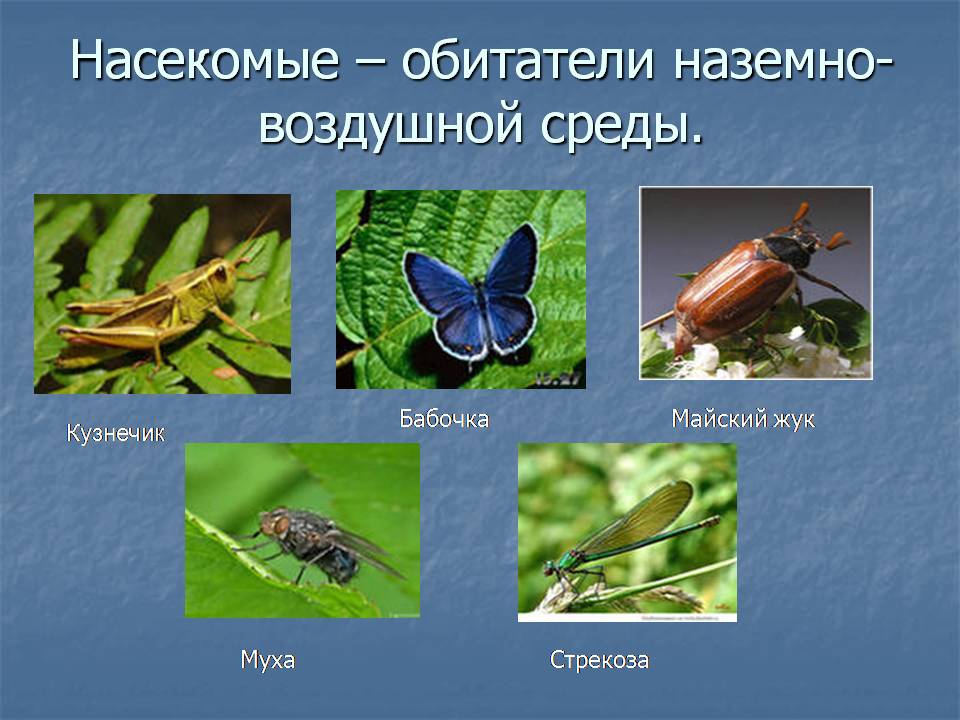 Класс насекомые многообразие