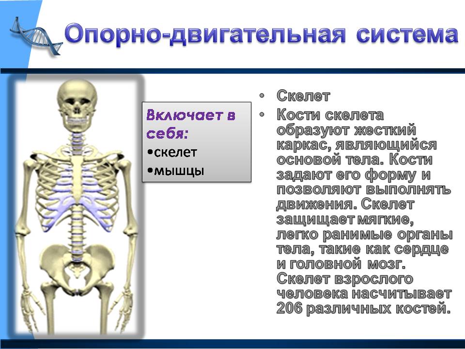 Скелет включает в себя следующие отделы. Опорно двигательная система скелет. Опорно двигательная система кости скелета. Система органов скелет. Система скелета включает в себя костей.