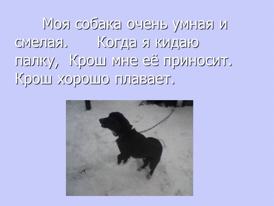 Описание собаки 5 класс русский язык. Сочинение про собаку. Рассказ о любимой собаке. Сочинение про собаку 2 класс. Сочинение моя собака.
