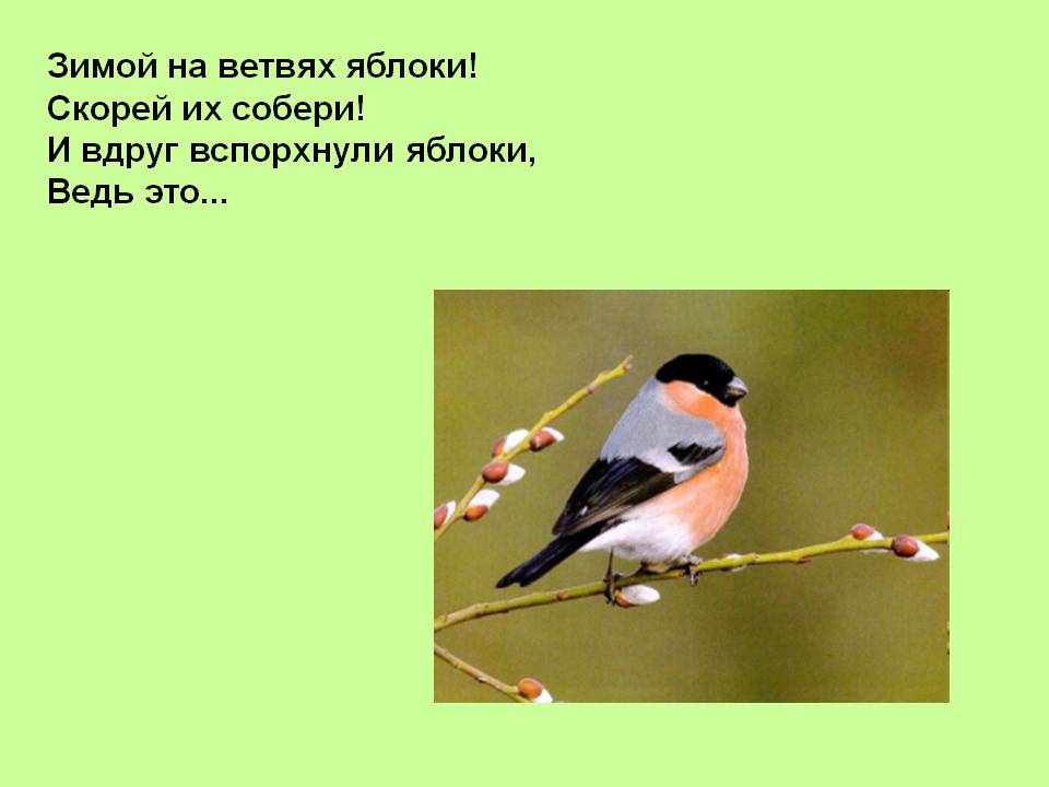 День птиц стихи для детей. Международный день птиц. 1 Апреля Международный день птиц. Международный день птиц для детей. Загадки про птиц.