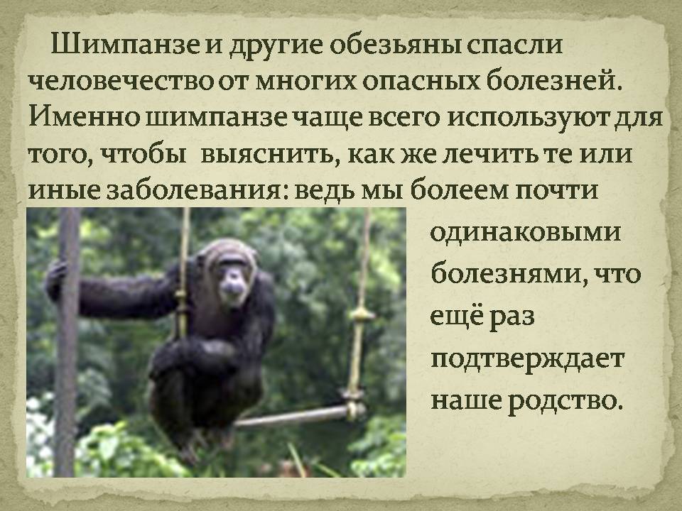 Общие черты приматов. Шимпанзе описание. Интересные факты про обезьян. Шимпанзе презентация. Доклад про обезьян.