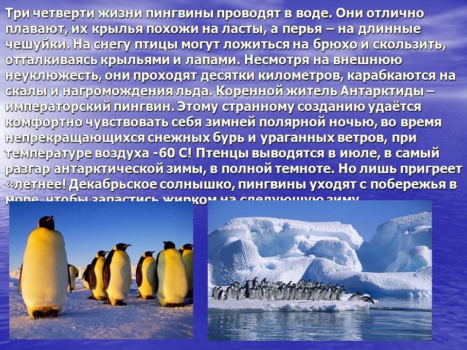 Сообщение о животных антарктиды. Пингвины Антарктиды презентация. Пингвины в Антарктиде доклад. Животные Антарктиды презентация. Сообщение о пингвинах Антарктиды.