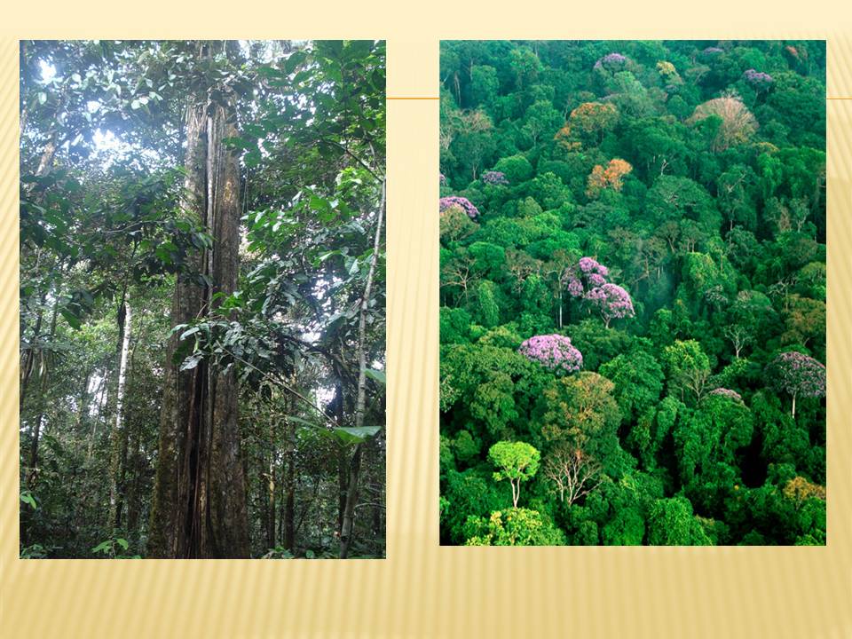 Растения и животные природной зоны экваториальные леса. Влажные экваториальные тропические леса растения. Экваториальный лес Африки растения. Влажные экваториальные леса Евразии растения.
