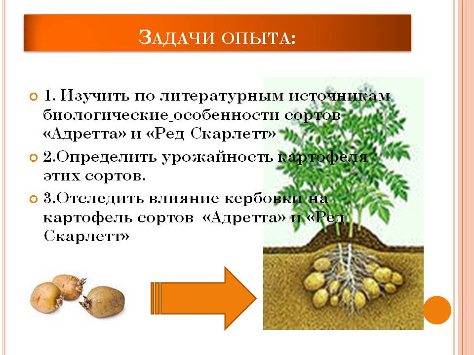 Определить урожайность картофеля. Биологические особенности картофеля. Биологические особенности выращивания картофеля. Определение биологической урожайности картофеля. Определить биологическую урожайность картофеля.