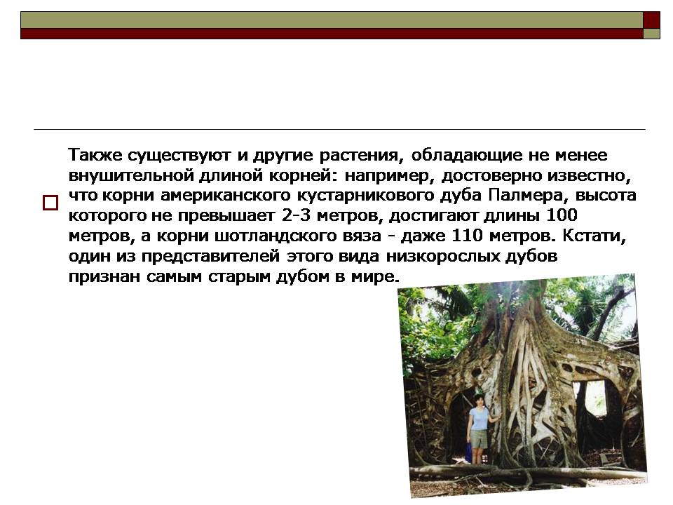 Root message. Интересные факты о корнях растений. Сообщение о необычных корнях. Самые интересные корни растений. Интересные факты о корнях.
