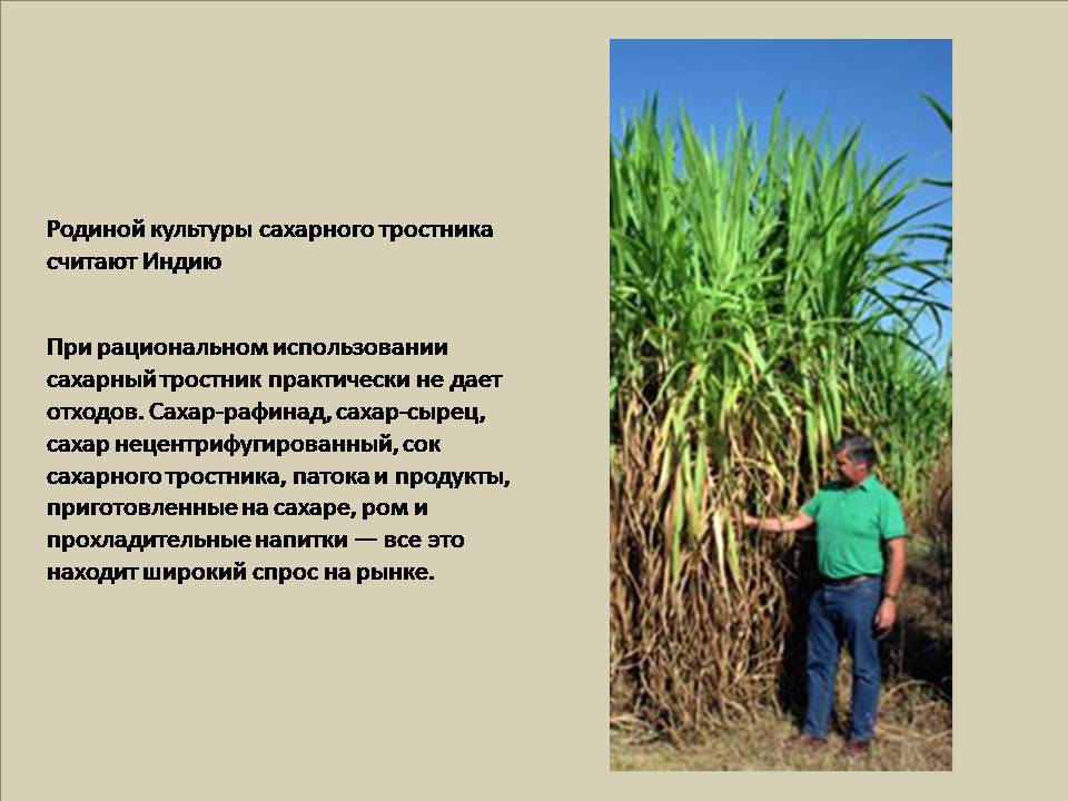 Известно что сахарный тростник. Растение Индии сахарный тростник. Семейство злаковых сахарный тростник. Родина сахарного тростника. Сахарный тростник использование.