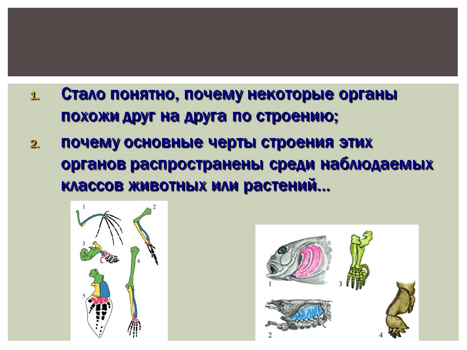 Причины эволюции живых организмов. Сигнатура растений похожи на органы человека. Какие растения похожи на наши органы.