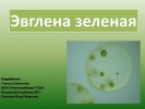 Эвглена зелёная