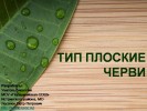 Тип Плоские черви