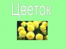 Цветы