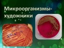 Микроорганизмы-художники