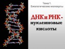 ДНК и РНК – нуклеиновые кислоты