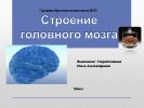 Головной мозг