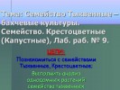 Семейство Тыквенные – бахчевые культуры. Семейство Крестоцветные (Капустные)