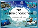 Тип кишечнополостные. Пресноводный полип гидра