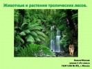Животные и растения тропических лесов (2 класс)