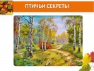 Птичьи секреты. Зимующие птицы