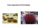 Ежи морские