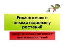 Размножение и оплодотворение у растений