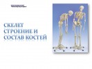 Скелет строение и состав костей